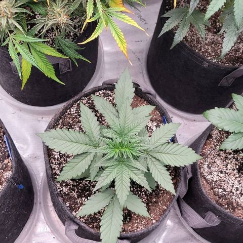 Blue Sprayed Shoes growlog timeline photo