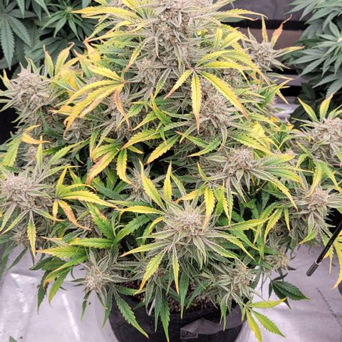 Double grape  growlog timeline photo
