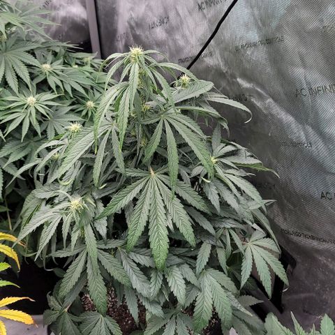 Fastbuds cherry cola growlog timeline photo
