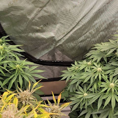 Fastbuds cherry cola growlog timeline photo