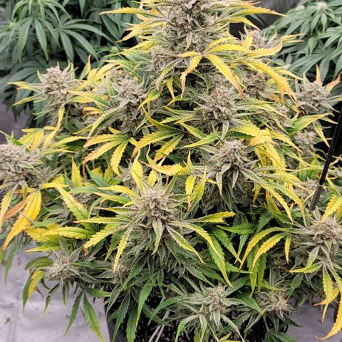 Double grape  growlog timeline photo