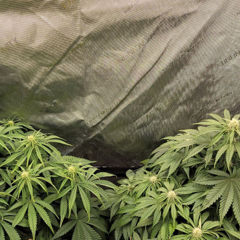 Fastbuds cherry cola growlog timeline photo