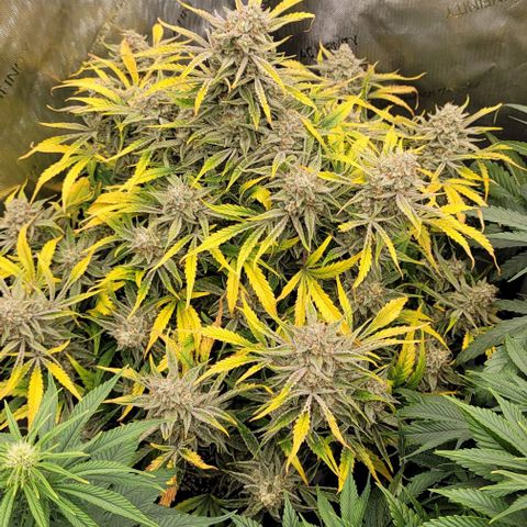 Double grape  growlog timeline photo