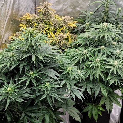Fastbuds cherry cola growlog timeline photo