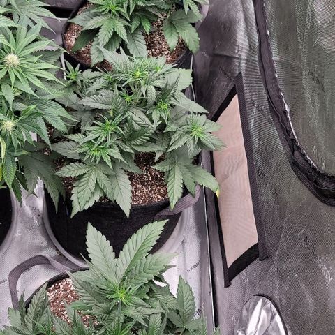 Blue Sprayed Shoes growlog timeline photo