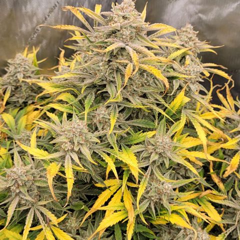 Double grape  growlog timeline photo