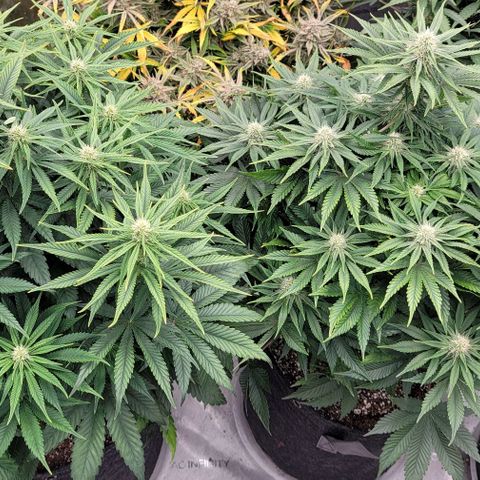Fastbuds cherry cola growlog timeline photo