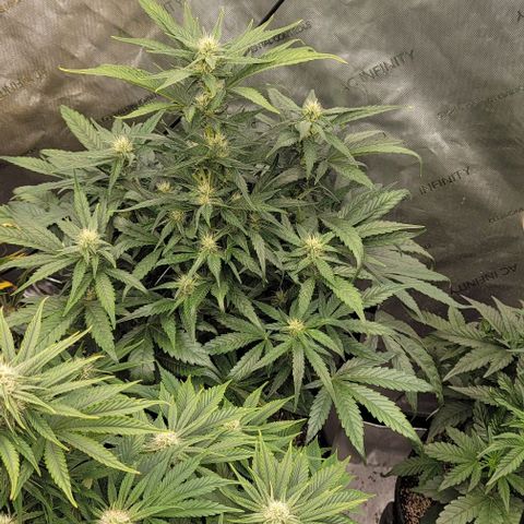 Fastbuds cherry cola growlog timeline photo