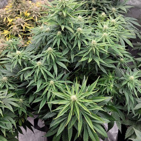 Fastbuds cherry cola growlog timeline photo