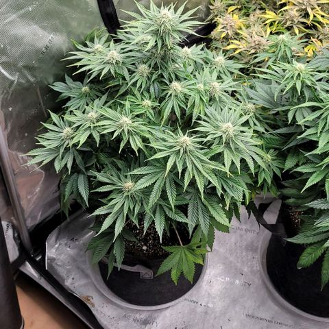 Fastbuds cherry cola growlog timeline photo