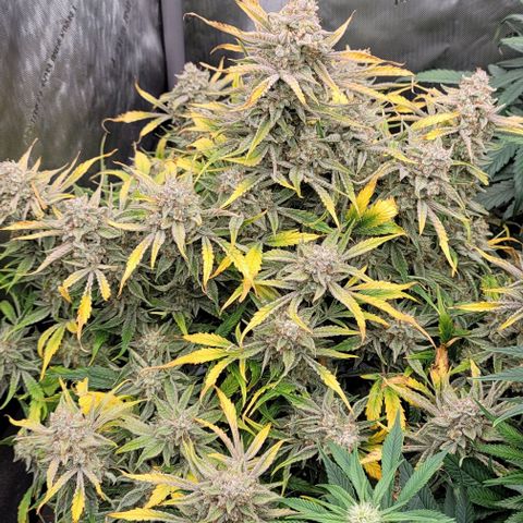 Double grape  growlog timeline photo