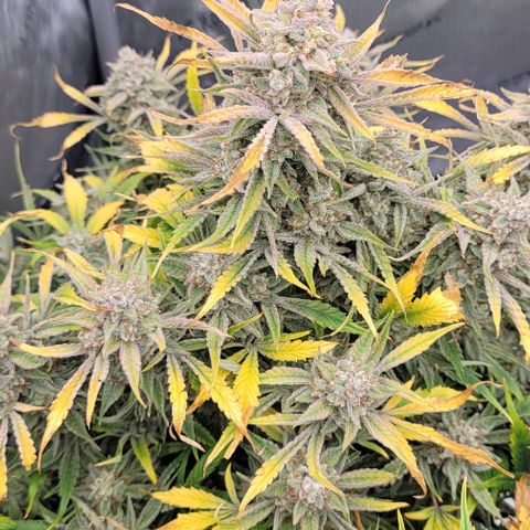 Double grape  growlog timeline photo
