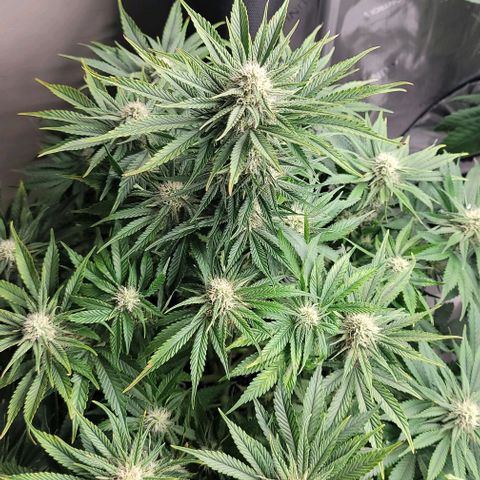 Fastbuds cherry cola growlog timeline photo