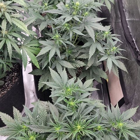 Blue Sprayed Shoes growlog timeline photo