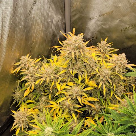 Double grape  growlog timeline photo