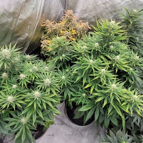 Fastbuds cherry cola growlog timeline photo
