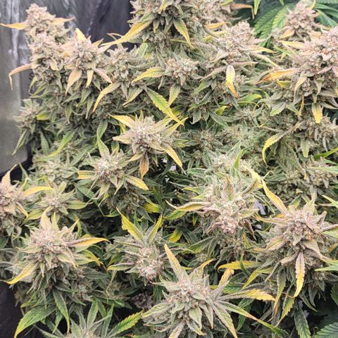 Double grape  growlog timeline photo