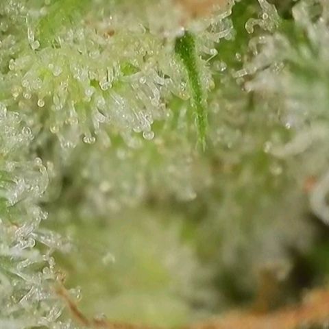 Double grape  growlog timeline photo