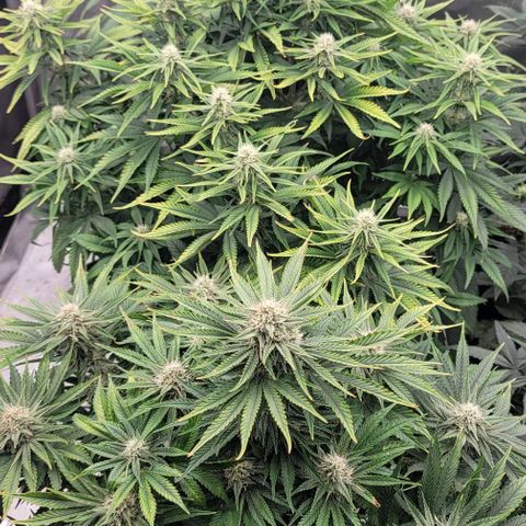 Fastbuds cherry cola growlog timeline photo