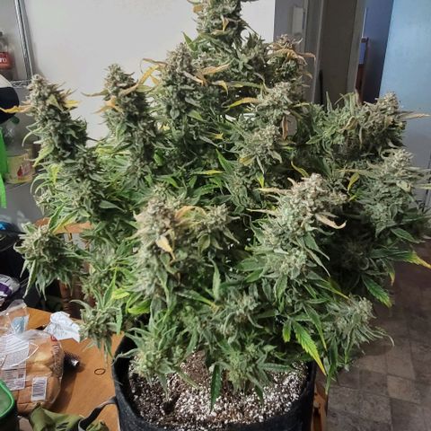 Double grape  growlog timeline photo