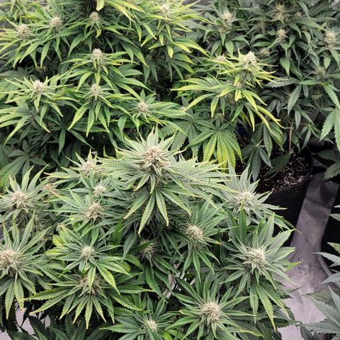 Fastbuds cherry cola growlog timeline photo