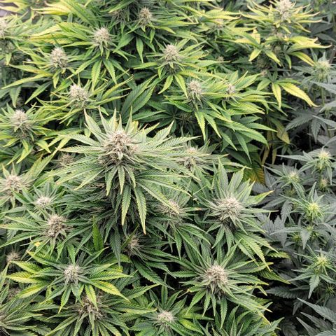Fastbuds cherry cola growlog timeline photo