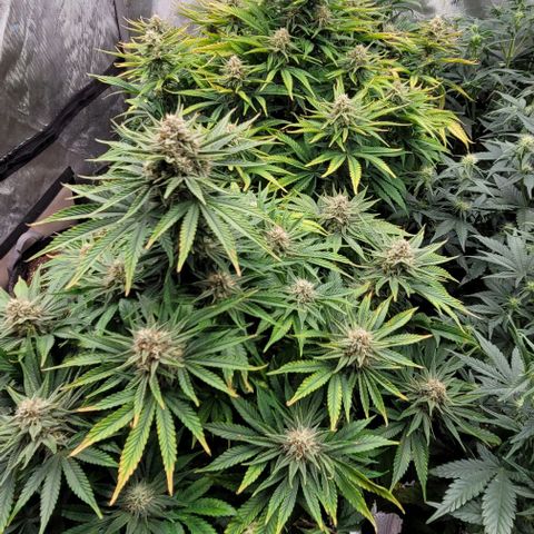 Fastbuds cherry cola growlog timeline photo