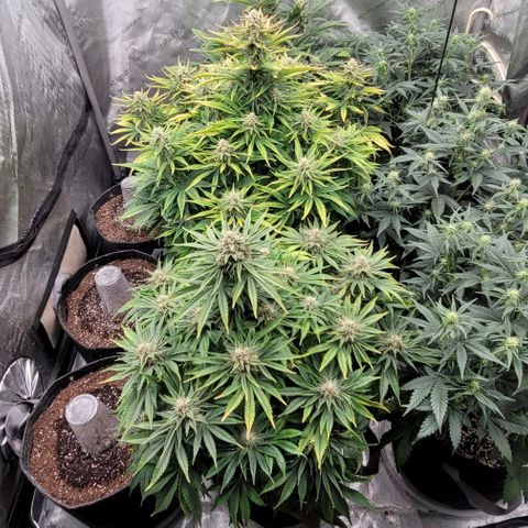 Fastbuds cherry cola growlog timeline photo