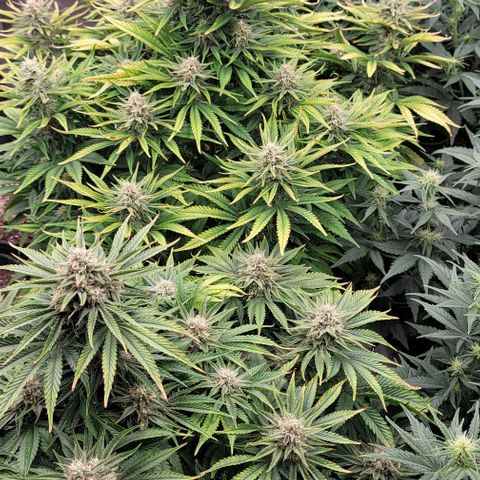 Fastbuds cherry cola growlog timeline photo