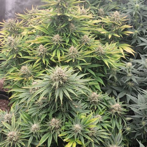 Fastbuds cherry cola growlog timeline photo