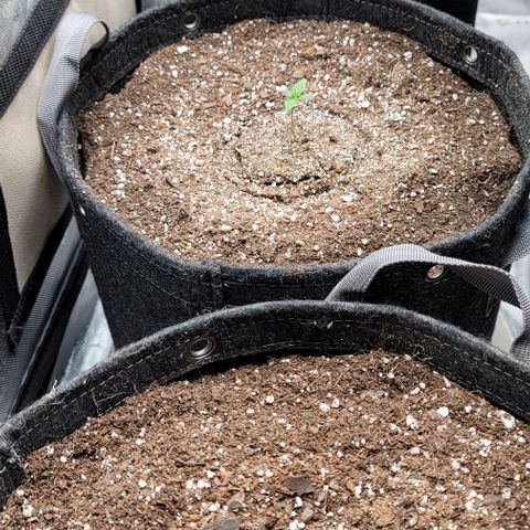 Fastbuds apricot growlog timeline photo