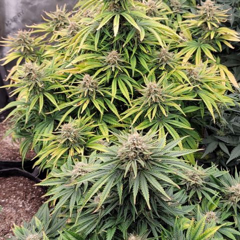 Fastbuds cherry cola growlog timeline photo