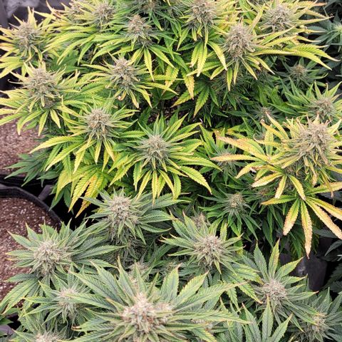 Fastbuds cherry cola growlog timeline photo