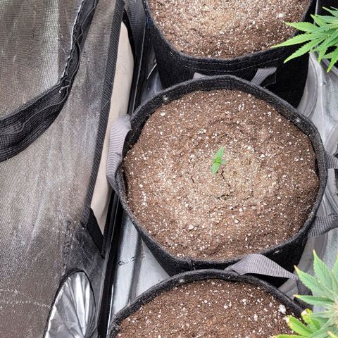 Fastbuds apricot growlog timeline photo