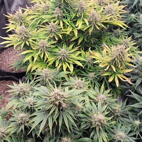 Fastbuds cherry cola growlog timeline photo
