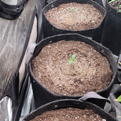 Fastbuds apricot growlog timeline photo