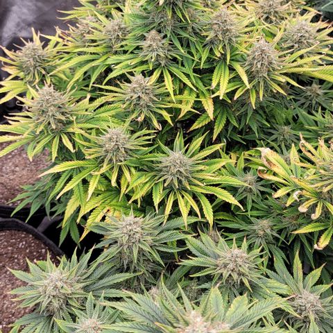 Fastbuds cherry cola growlog timeline photo