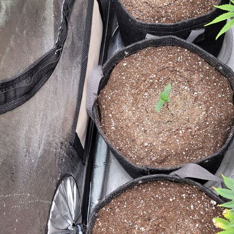 Fastbuds apricot growlog timeline photo