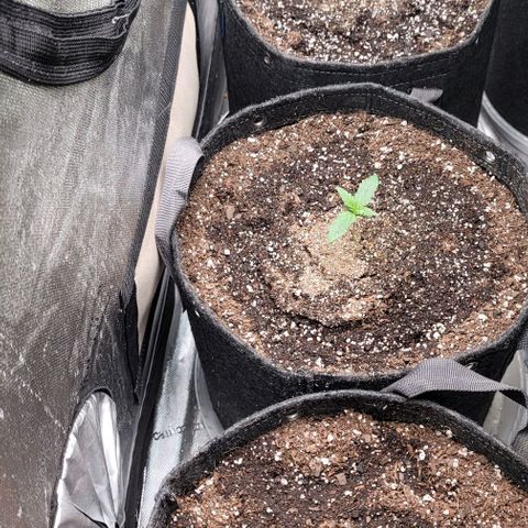 Fastbuds apricot growlog timeline photo