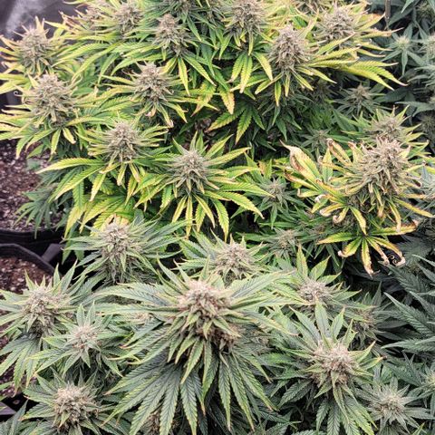 Fastbuds cherry cola growlog timeline photo
