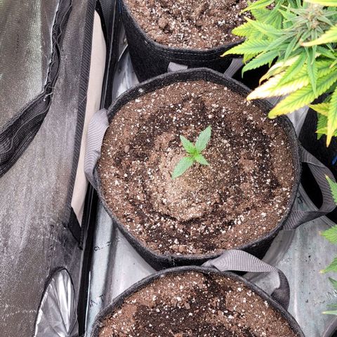 Fastbuds apricot growlog timeline photo