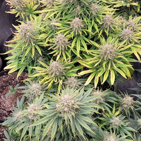 Fastbuds cherry cola growlog timeline photo