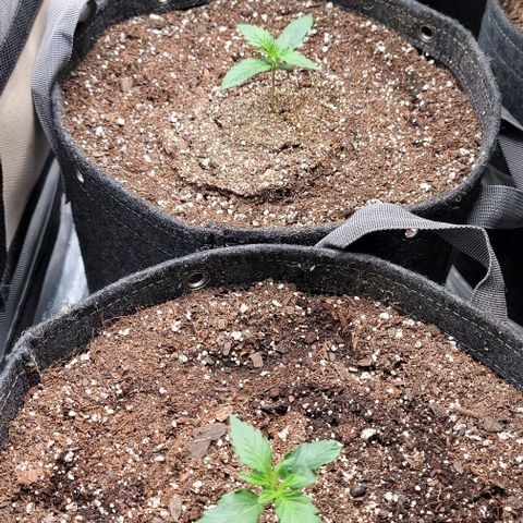 Fastbuds apricot growlog timeline photo