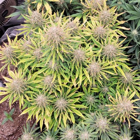 Fastbuds cherry cola growlog timeline photo