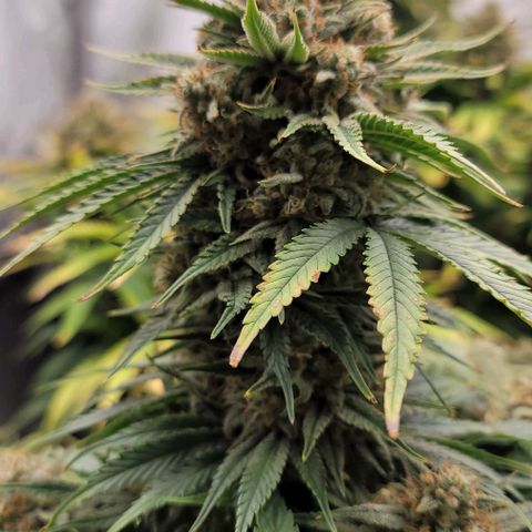 Fastbuds cherry cola growlog timeline photo