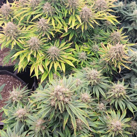 Fastbuds cherry cola growlog timeline photo