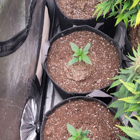 Fastbuds apricot growlog timeline photo