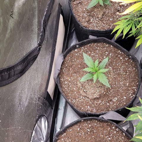 Fastbuds apricot growlog timeline photo