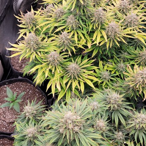 Fastbuds cherry cola growlog timeline photo