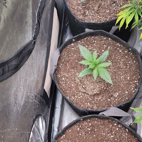 Fastbuds apricot growlog timeline photo